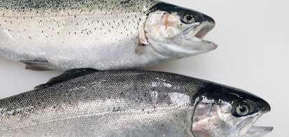 サーモンのストレスを減らす